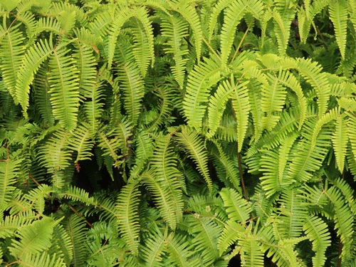 Fern Grotto, Kauai Hawaii