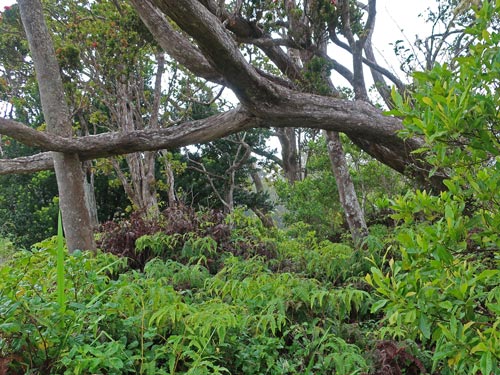 Kokee State Park, Kauai Hawaii