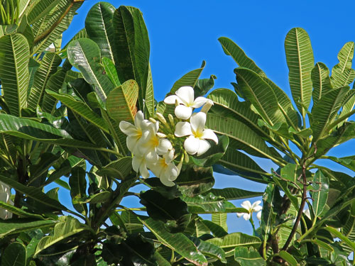 Lihue Kauai (Lihu'e)