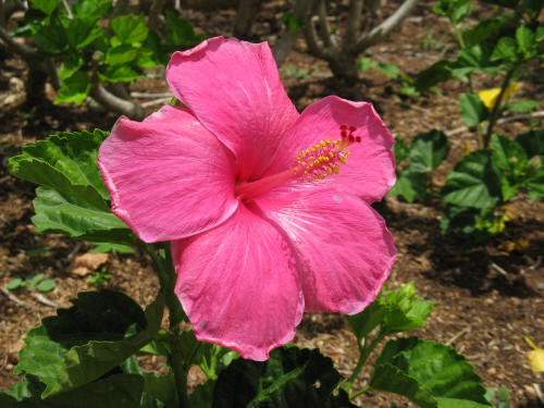 Kauai tropical flowers